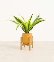 Load image into Gallery viewer, Mustard stand:bamboo