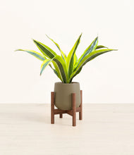 Load image into Gallery viewer, Olive stand:walnut
