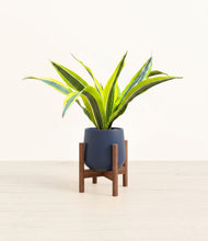 Load image into Gallery viewer, Deep Navy stand:walnut