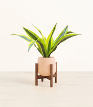 Load image into Gallery viewer, Gentle Pink stand:walnut