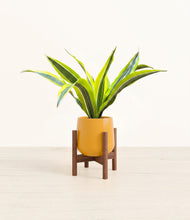 Load image into Gallery viewer, Mustard stand:walnut
