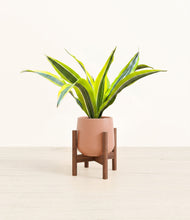 Load image into Gallery viewer, Calm Rose stand:walnut