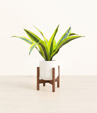 Load image into Gallery viewer, White stand:walnut