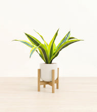 Load image into Gallery viewer, Cotton White stand:bamboo