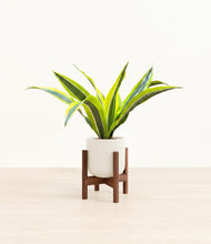 Load image into Gallery viewer, Cotton White stand:walnut