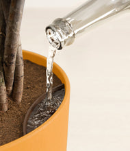 Load image into Gallery viewer, Sunset Orange stand:all