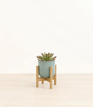 Load image into Gallery viewer, Reactive Aqua stand:bamboo