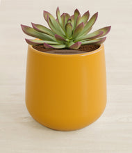 Load image into Gallery viewer, Mustard stand:all
