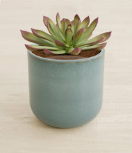 Load image into Gallery viewer, Reactive Aqua stand:all