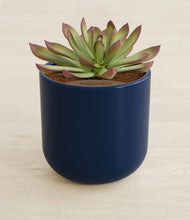 Load image into Gallery viewer, Twilight Blue stand:all