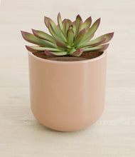 Load image into Gallery viewer, Glossy Pink stand:all