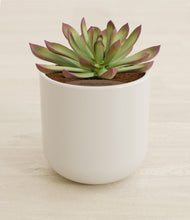 Load image into Gallery viewer, Cotton White stand:all