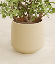 Load image into Gallery viewer, Almond Green stand:all