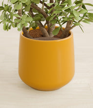 Load image into Gallery viewer, Mustard stand:all