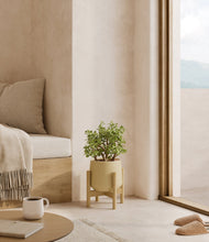Load image into Gallery viewer, Almond Green stand:bamboo