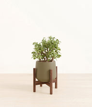 Load image into Gallery viewer, Olive stand:walnut
