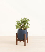 Load image into Gallery viewer, Deep Navy stand:walnut