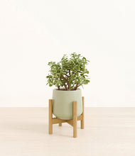 Load image into Gallery viewer, Turquoise stand:bamboo