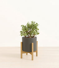 Load image into Gallery viewer, Dark Olive stand:bamboo