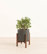 Load image into Gallery viewer, Olive stand:walnut