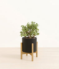 Load image into Gallery viewer, Black stand:bamboo