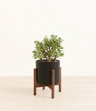 Load image into Gallery viewer, Black stand:walnut