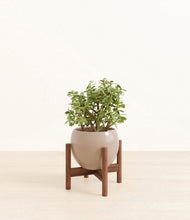 Load image into Gallery viewer, Desert Brown stand:walnut