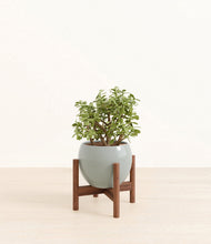 Load image into Gallery viewer, Deep Ocean stand:walnut