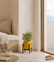 Load image into Gallery viewer, Mustard stand:walnut