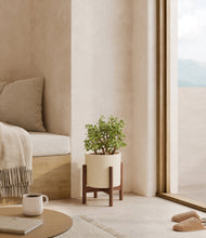 Load image into Gallery viewer, Cream stand:walnut
