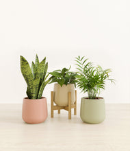 Load image into Gallery viewer, Lily Pad stand:one_stand