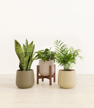 Load image into Gallery viewer, Woodland stand:one_stand