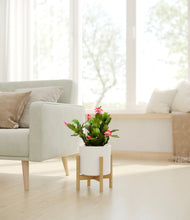 Load image into Gallery viewer, -