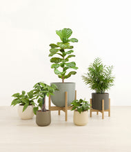 Load image into Gallery viewer, Woodland stand:two_stands