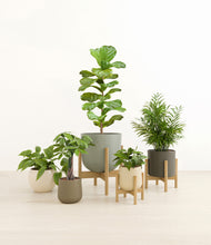 Load image into Gallery viewer, Woodland stand:three_stands