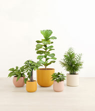 Load image into Gallery viewer, Evening Sky*****Profile