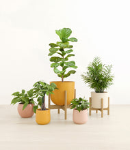 Load image into Gallery viewer, Evening Sky stand:two_stands