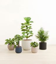 Load image into Gallery viewer, Mountain Top*****Profile