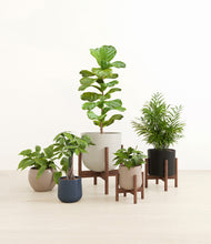 Load image into Gallery viewer, Mountain Top stand:three_stands