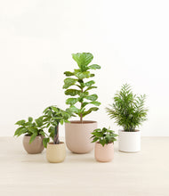 Load image into Gallery viewer, Sandy*****Profile