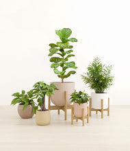 Load image into Gallery viewer, Sandy stand:three_stands