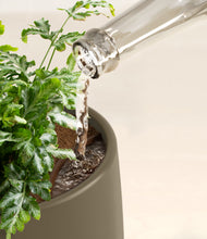 Load image into Gallery viewer, Olive stand:all