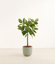 Lade das Bild in den Galerie-Viewer, Sage Green*****Profile