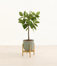 Lade das Bild in den Galerie-Viewer, Sage Green stand:bamboo