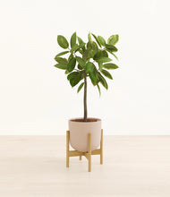 Lade das Bild in den Galerie-Viewer, Sandy Pink stand:bamboo
