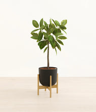 Lade das Bild in den Galerie-Viewer, Stone Black stand:bamboo