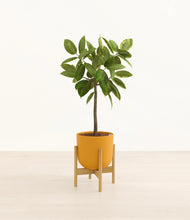 Lade das Bild in den Galerie-Viewer, Sunset Orange stand:bamboo