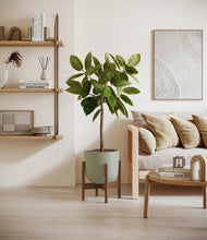 Lade das Bild in den Galerie-Viewer, Sage Green stand:walnut