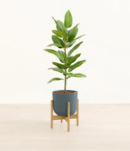 Load image into Gallery viewer, Iron Gray stand:bamboo