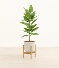 Load image into Gallery viewer, Natural Bamboo stand:bamboo